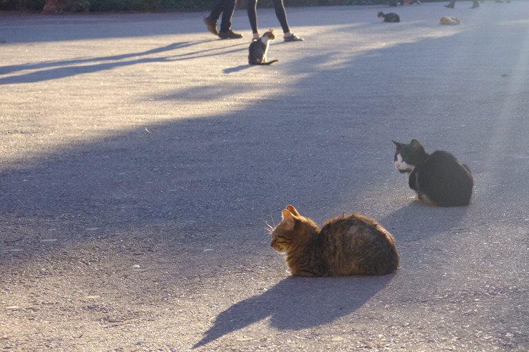 Cats-of-Marrakech-Morocco-Winter-2014.jp